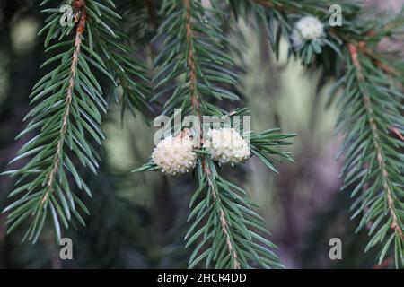 Adelges laricis, bekannt als blass Fichtengall adelgid, eine Pflanze, die auf der europäischen Fichte, Picea abies, Parasitengallen bildet Stockfoto