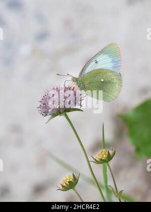 Colias palaeno, allgemein bekannt als Moorgelbtrübung, palaenoischer Schwefel und blasses arktisches, gelbes, Schmetterling aus Finnland Stockfoto