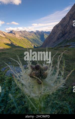 Alpendistel vor dem tiefen Tal in Hohen Tauern, Alpen, Österreich. Beliebter Wanderweg nach Studlhutte unter dem Großglockner an einem sonnigen Sommertag Stockfoto