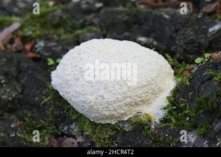 Fuligo septica var. Candida, wie Rührei Schleimpilze und Hund erbrechen Schleimpilze bekannt Stockfoto