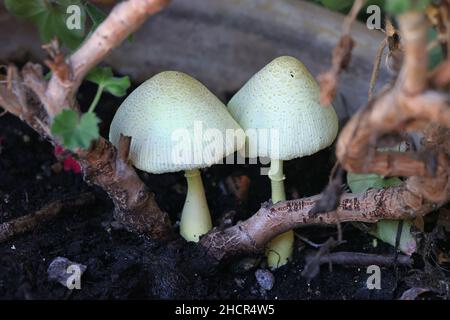 Leucocoprinus birnbaumii, bekannt als Blumentopf-Sonnenschirm oder Pflanzentopf-Dapperling, ein Pilz, der in Pflanzentöpfen in Finnland wächst Stockfoto