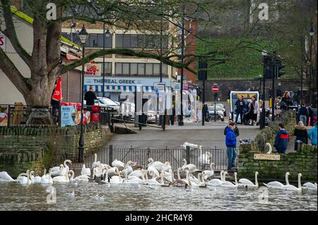 Windsor, Großbritannien. 31st. Dezember 2021. Schwäne auf der Themse wurden heute von vielen Besuchern gefüttert. Es war heute ein milder, sonniger und warmer Tag in Windsor. Die Temperaturen in ganz Großbritannien dürften am Silvesterabend Rekordhöhen erreichen. Quelle: Maureen McLean/Alamy Live News Stockfoto