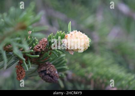 Adelges laricis, bekannt als blass Fichtengall adelgid, eine Pflanze, die auf der europäischen Fichte, Picea abies, Parasitengallen bildet Stockfoto