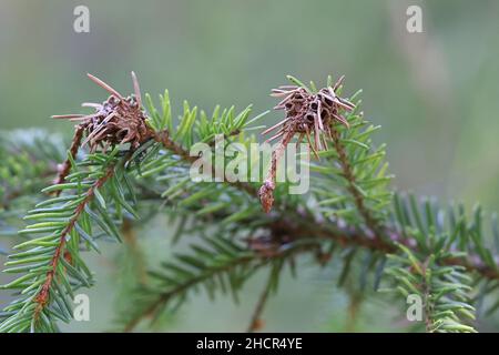 Adelges laricis, bekannt als blass Fichtengall adelgid, eine Pflanze, die auf der europäischen Fichte, Picea abies, Parasitengallen bildet Stockfoto