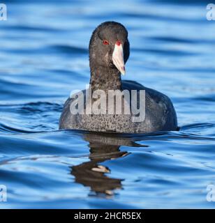 American Coot, Fulica americana, watend auf einem blauen See, mit Blick auf die Kamera, rote Augen und Schnabel. Stockfoto