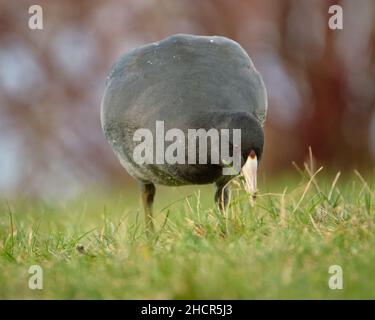 American Coot, Fulica americana, der Gras auf dem Feld vor herbstlichem farbigem Hintergrund frisst Stockfoto