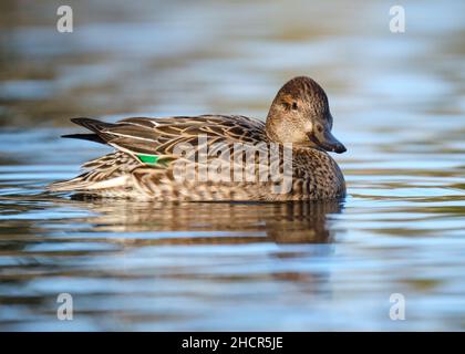 Weibliche Grünflügelige Teal, Anas Crecca. Waten auf dem Teich. Profilansicht mit Rückenfedern Stockfoto