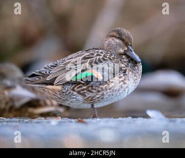 Weibchen Grüngeflügeltes Teal, Anas crecca stehend auf Eis. Profilansicht mit Rückenfedern Stockfoto