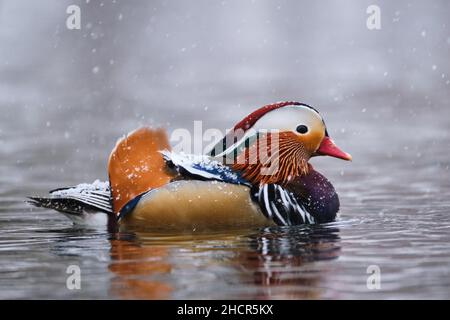 Mandarinente, Aix galericulata, entflohen in Gefangenschaft. Waten auf dem Teich während eines Schneefalls. Profilansicht mit Rückenfedern Stockfoto