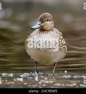 Weibliche Grünflügelige Teal, Anas crecca, stehend auf einer eiszugewandten Kamera Stockfoto