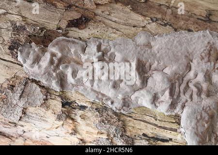 Phellinus laevigatus, allgemein bekannt als Glattborstenpilz, wilder Polypore aus Finnland Stockfoto