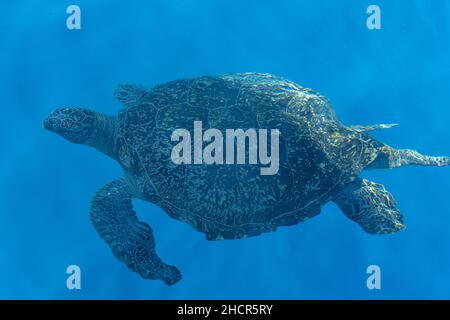 Große Meeresschildkröte, die im Ozean in der Nähe von Thailand schwimmend ist Stockfoto