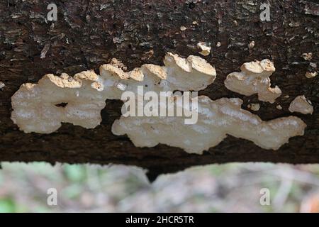 Antrodia serialis, bekannt als Serried Crust Fungus, wilder Polyporenpilz aus Finnland Stockfoto