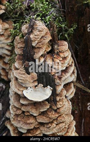 Antrodia serialis, bekannt als Serried Crust Fungus, wilder Polyporenpilz aus Finnland Stockfoto