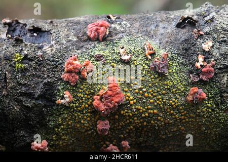 Peniophora rufa, bekannt als Rotbaum-Gehirn, wilder Pilz aus Finnland Stockfoto