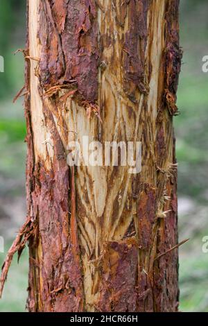 Beschädigte Kiefer mit Rinde, die von Rotwild (Cervus elaphus) im Wald abgestreift wurde. Schäden durch Essen oder Reiben Geweihe, um äußere Haut / Samt zu entfernen Stockfoto