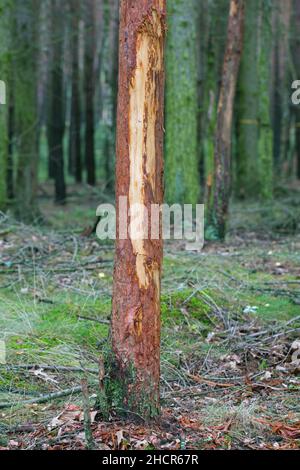 Beschädigte Kiefer mit Rinde, die von Rotwild (Cervus elaphus) im Wald abgestreift wurde. Schäden durch Essen oder Reiben Geweihe, um äußere Haut / Samt zu entfernen Stockfoto