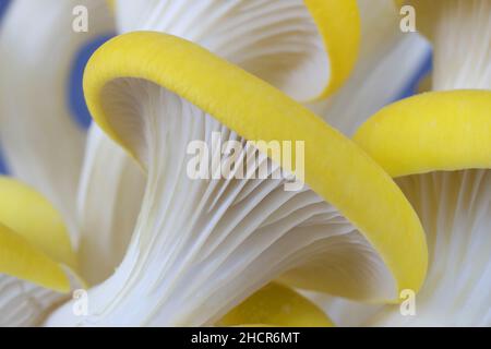 Gelbe Austernpilze isoliert auf weißem Hintergrund, pleurotus citrinopileatus, frisch und roh Stockfoto