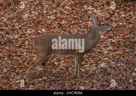 Profilansicht Nahaufnahme eines jungen Hirsches, der im Herbst auf den gefallenen Blättern im Wald steht Stockfoto