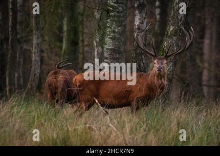 Dülmen, NRW, Deutschland. 31st Dez 2021. Zwei stolze Rothirsche (Cervus elaphus) genießen am letzten Tag des Jahres den relativ milden und ruhigen Spätnachmittag in einem Waldnaturreservat im Münsterland. Kredit: Imageplotter/Alamy Live Nachrichten Stockfoto