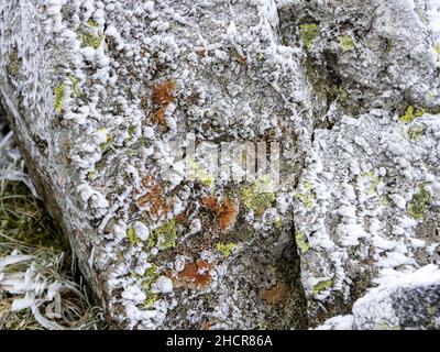 Flechten bedeckte Felsen, die mit Reif überzogen sind, auf dem Gipfel von Red Screes, Lake District UK. Stockfoto