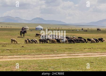 SONG KUL, KIRGISISTAN - 24. JULI 2018: Schafe auf einer Weide in der Nähe des Song Kul Sees, Kirgisistan Stockfoto