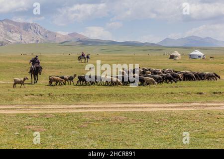 SONG KUL, KIRGISISTAN - 24. JULI 2018: Schafe auf einer Weide in der Nähe des Song Kul Sees, Kirgisistan Stockfoto