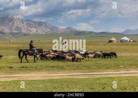 SONG KUL, KIRGISISTAN - 24. JULI 2018: Schafe auf einer Weide in der Nähe des Song Kul Sees, Kirgisistan Stockfoto