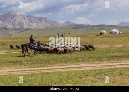 SONG KUL, KIRGISISTAN - 24. JULI 2018: Schafe auf einer Weide in der Nähe des Song Kul Sees, Kirgisistan Stockfoto