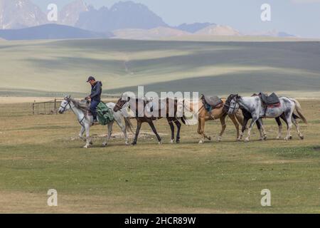 SONG KUL, KIRGISISTAN - 24. JULI 2018: Der einheimische kirgisische Reiter führt mehrere Pferde in der Nähe des Song Kul Sees, Kirgisistan Stockfoto