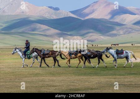 SONG KUL, KIRGISISTAN - 24. JULI 2018: Der einheimische kirgisische Reiter führt mehrere Pferde in der Nähe des Song Kul Sees, Kirgisistan Stockfoto