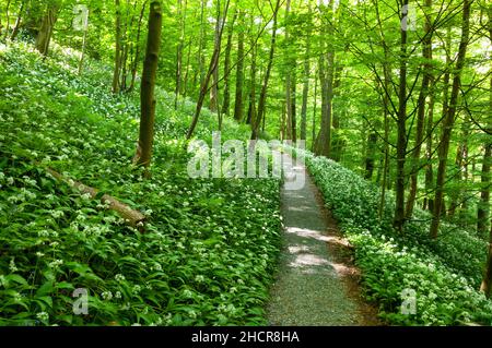 wald, Bärlauch und Pfad in der abtei von bolton Stockfoto