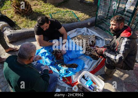 Duhok, Irak. 31st Dez 2021. 31. Dezember 2021, Irak, Duhok: Ein männlicher persischer Leopard liegt bewusstlos, während der Tierarzt Suleiman Tamr, ein Beamter der Kurdischen Organisation zum Schutz der Tierrechte, und Helfer eines seiner Hinterleib im Duhok Zoo amputieren. Der Leopard, der auf fünf Jahre geschätzt wird, wurde am Donnerstag von einer von Einheimischen in einem der Dörfer gesetzten Falle gefangen, nachdem 25 ihrer Schafe getötet wurden. Eine der Hinterbeine des Leoparden wurde durch die Falle beschädigt, was die Umweltschutzpolizei dazu veranlasste, das Tier in den Zoo zu bringen, um das verletzte Bein amputieren zu lassen Stockfoto