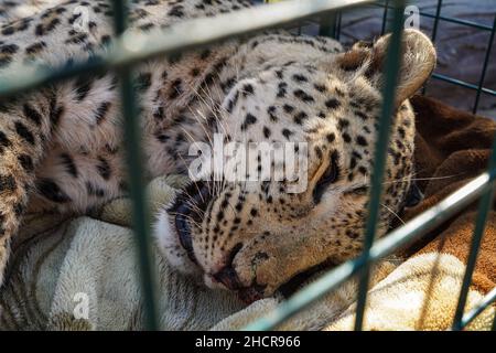 Duhok, Irak. 31st Dez 2021. 31. Dezember 2021, Irak, Duhok: Ein männlicher persischer Leopard liegt bewusstlos in einem Käfig im Duhok Zoo. Der Leopard, der auf fünf Jahre geschätzt wird, wurde am Donnerstag von einer von Einheimischen in einem der Dörfer gesetzten Falle gefangen, nachdem 25 ihrer Schafe getötet wurden. Eines der Hinterglieder des Leoparden wurde durch die Falle beschädigt, was die Umweltschutzpolizei dazu veranlasste, das Tier in den Zoo zu verlegen, wo der Tierarzt Suleiman Tamr, ein Beamter der Organisation für den Schutz der Tierrechte Kurdistans, das verletzte Bein aufgrund irreversibler Schäden amputieren musste. Stockfoto