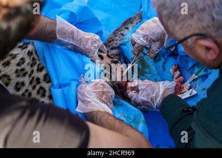 Duhok, Irak. 31st Dez 2021. 31. Dezember 2021, Irak, Duhok: Ein männlicher persischer Leopard liegt bewusstlos, während der Tierarzt Suleiman Tamr, ein Beamter der Kurdischen Organisation zum Schutz der Tierrechte, und ein Helfer, im Duhok Zoo eines seiner Hinterleib amputieren. Der Leopard, der auf fünf Jahre geschätzt wird, wurde am Donnerstag von einer von Einheimischen in einem der Dörfer gesetzten Falle gefangen, nachdem 25 ihrer Schafe getötet wurden. Eine der Hinterbeine des Leoparden wurde durch die Falle beschädigt, was die Umweltschutzpolizei dazu veranlasste, das Tier in den Zoo zu bringen, um das verletzte Bein amputieren zu lassen Stockfoto