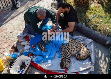 Duhok, Irak. 31st Dez 2021. 31. Dezember 2021, Irak, Duhok: Ein männlicher persischer Leopard liegt bewusstlos, während der Tierarzt Suleiman Tamr, ein Beamter der Kurdischen Organisation zum Schutz der Tierrechte, und ein Helfer, im Duhok Zoo eines seiner Hinterleib amputieren. Der Leopard, der auf fünf Jahre geschätzt wird, wurde am Donnerstag von einer von Einheimischen in einem der Dörfer gesetzten Falle gefangen, nachdem 25 ihrer Schafe getötet wurden. Eine der Hinterbeine des Leoparden wurde durch die Falle beschädigt, was die Umweltschutzpolizei dazu veranlasste, das Tier in den Zoo zu bringen, um das verletzte Bein amputieren zu lassen Stockfoto