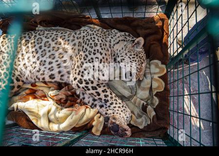 Duhok, Irak. 31st Dez 2021. 31. Dezember 2021, Irak, Duhok: Ein männlicher persischer Leopard liegt bewusstlos in einem Käfig im Duhok Zoo. Der Leopard, der auf fünf Jahre geschätzt wird, wurde am Donnerstag von einer von Einheimischen in einem der Dörfer gesetzten Falle gefangen, nachdem 25 ihrer Schafe getötet wurden. Eines der Hinterglieder des Leoparden wurde durch die Falle beschädigt, was die Umweltschutzpolizei dazu veranlasste, das Tier in den Zoo zu verlegen, wo der Tierarzt Suleiman Tamr, ein Beamter der Organisation für den Schutz der Tierrechte Kurdistans, das verletzte Bein aufgrund irreversibler Schäden amputieren musste. Stockfoto