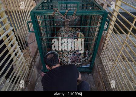 Duhok, Irak. 31st Dez 2021. 31. Dezember 2021, Irak, Duhok: Ein männlicher persischer Leopard liegt bewusstlos in einem Käfig im Duhok Zoo. Der Leopard, der auf fünf Jahre geschätzt wird, wurde am Donnerstag von einer von Einheimischen in einem der Dörfer gesetzten Falle gefangen, nachdem 25 ihrer Schafe getötet wurden. Eines der Hinterglieder des Leoparden wurde durch die Falle beschädigt, was die Umweltschutzpolizei dazu veranlasste, das Tier in den Zoo zu verlegen, wo der Tierarzt Suleiman Tamr, ein Beamter der Organisation für den Schutz der Tierrechte Kurdistans, das verletzte Bein aufgrund irreversibler Schäden amputieren musste. Stockfoto