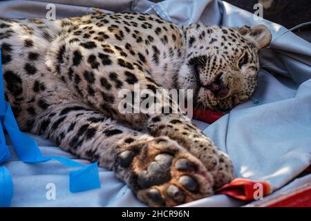 Duhok, Irak. 31st Dez 2021. 31. Dezember 2021, Irak, Duhok: Ein männlicher persischer Leopard liegt bewusstlos, während der Tierarzt Suleiman Tamr, ein Beamter der Kurdischen Organisation zum Schutz der Tierrechte, und Helfer eines seiner Hinterleib im Duhok Zoo amputieren. Der Leopard, der auf fünf Jahre geschätzt wird, wurde am Donnerstag von einer von Einheimischen in einem der Dörfer gesetzten Falle gefangen, nachdem 25 ihrer Schafe getötet wurden. Eine der Hinterbeine des Leoparden wurde durch die Falle beschädigt, was die Umweltschutzpolizei dazu veranlasste, das Tier in den Zoo zu bringen, um das verletzte Bein amputieren zu lassen Stockfoto