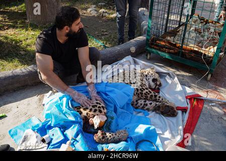 Duhok, Irak. 31st Dez 2021. 31. Dezember 2021, Irak, Duhok: Ein männlicher persischer Leopard liegt bewusstlos, nachdem einer seiner Hinterbeine vom Tierarzt Suleiman Tamr, einem Beamten der Organisation für den Schutz der Tierrechte Kurdistans, im Duhok Zoo amputiert wurde. Der Leopard, der auf fünf Jahre geschätzt wird, wurde am Donnerstag von einer von Einheimischen in einem der Dörfer gesetzten Falle gefangen, nachdem 25 ihrer Schafe getötet wurden. Eine der Hinterbeine des Leoparden wurde durch die Falle beschädigt, was die Umweltschutzpolizei dazu veranlasste, das Tier in den Zoo zu verlegen, um das verletzte Bein nach hinten amputieren zu lassen Stockfoto