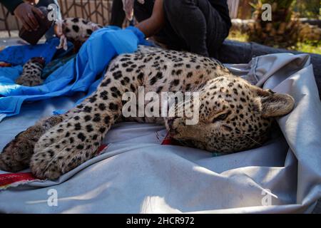 Duhok, Irak. 31st Dez 2021. 31. Dezember 2021, Irak, Duhok: Ein männlicher persischer Leopard liegt bewusstlos, während der Tierarzt Suleiman Tamr, ein Beamter der Kurdischen Organisation zum Schutz der Tierrechte, und Helfer eines seiner Hinterleib im Duhok Zoo amputieren. Der Leopard, der auf fünf Jahre geschätzt wird, wurde am Donnerstag von einer von Einheimischen in einem der Dörfer gesetzten Falle gefangen, nachdem 25 ihrer Schafe getötet wurden. Eine der Hinterbeine des Leoparden wurde durch die Falle beschädigt, was die Umweltschutzpolizei dazu veranlasste, das Tier in den Zoo zu bringen, um das verletzte Bein amputieren zu lassen Stockfoto