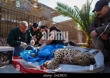 Duhok, Irak. 31st Dez 2021. 31. Dezember 2021, Irak, Duhok: Ein männlicher persischer Leopard liegt bewusstlos, während der Tierarzt Suleiman Tamr, ein Beamter der Kurdischen Organisation zum Schutz der Tierrechte, und Helfer eines seiner Hinterleib im Duhok Zoo amputieren. Der Leopard, der auf fünf Jahre geschätzt wird, wurde am Donnerstag von einer von Einheimischen in einem der Dörfer gesetzten Falle gefangen, nachdem 25 ihrer Schafe getötet wurden. Eine der Hinterbeine des Leoparden wurde durch die Falle beschädigt, was die Umweltschutzpolizei dazu veranlasste, das Tier in den Zoo zu bringen, um das verletzte Bein amputieren zu lassen Stockfoto