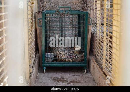 Duhok, Irak. 31st Dez 2021. 31. Dezember 2021, Irak, Duhok: Ein männlicher persischer Leopard liegt bewusstlos in einem Käfig im Duhok Zoo. Der Leopard, der auf fünf Jahre geschätzt wird, wurde am Donnerstag von einer von Einheimischen in einem der Dörfer gesetzten Falle gefangen, nachdem 25 ihrer Schafe getötet wurden. Eines der Hinterglieder des Leoparden wurde durch die Falle beschädigt, was die Umweltschutzpolizei dazu veranlasste, das Tier in den Zoo zu verlegen, wo der Tierarzt Suleiman Tamr, ein Beamter der Organisation für den Schutz der Tierrechte Kurdistans, das verletzte Bein aufgrund irreversibler Schäden amputieren musste. Stockfoto