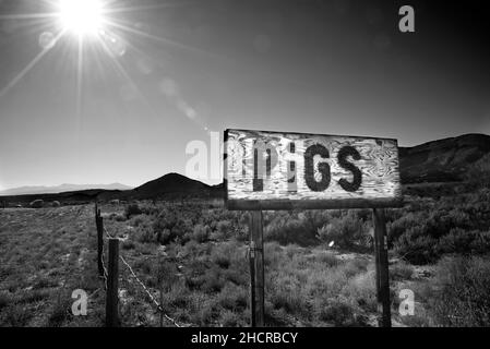 Ein selbstgebautes Straßenschild wirbt für Schweine zum Verkauf in der Nähe des ländlichen Ojo Caliente, New Mexico Stockfoto