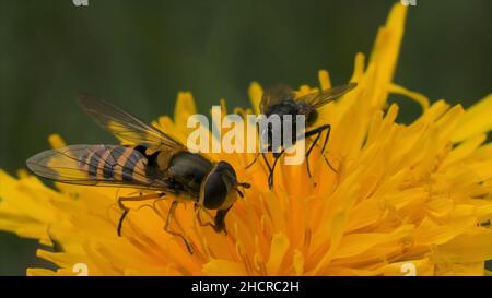Nahaufnahme von Bienen, die den gelben Blütendandelion auf unscharfem grünem Grashintergrund bestäuben. Kleine Insekt essen nector Sommer helle Blume. Stockfoto