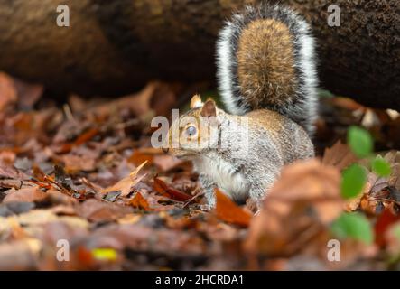 Graues Eichhörnchen im Herbst, mit Blick nach links in einem natürlichen Waldlebensraum und auf der Nahrungssuche unter bunten orangefarbenen Blättern. Wissenschaftlicher Name: Sciurus carolinensis Stockfoto