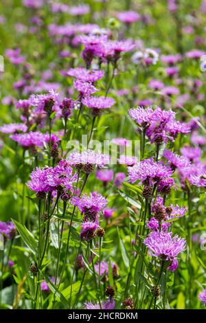 Feld mit centaurea jacea, braune Stricknase violett blüht im Sommer Stockfoto