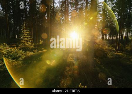 Hand hält Absatzzeichen an der Sonne an einem Wald, Symbol für Recht und Gerechtigkeit Konzeptbild Stockfoto