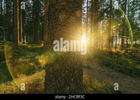 Silent Forest im Frühjahr mit schönen hellen Sonnenstrahlen auf einem Baumstamm - Wanderlust Stockfoto
