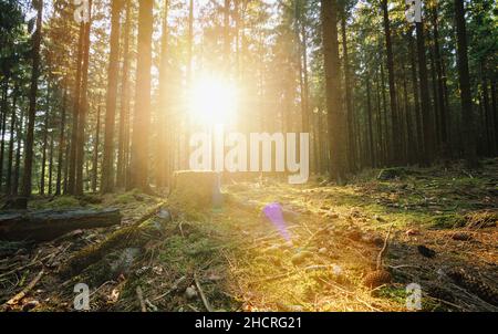 Die Sonnenstrahlen strahlen strahlen durch den Wald Stockfoto